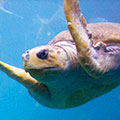 photo of turtle
