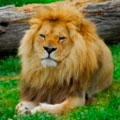 photo of lion